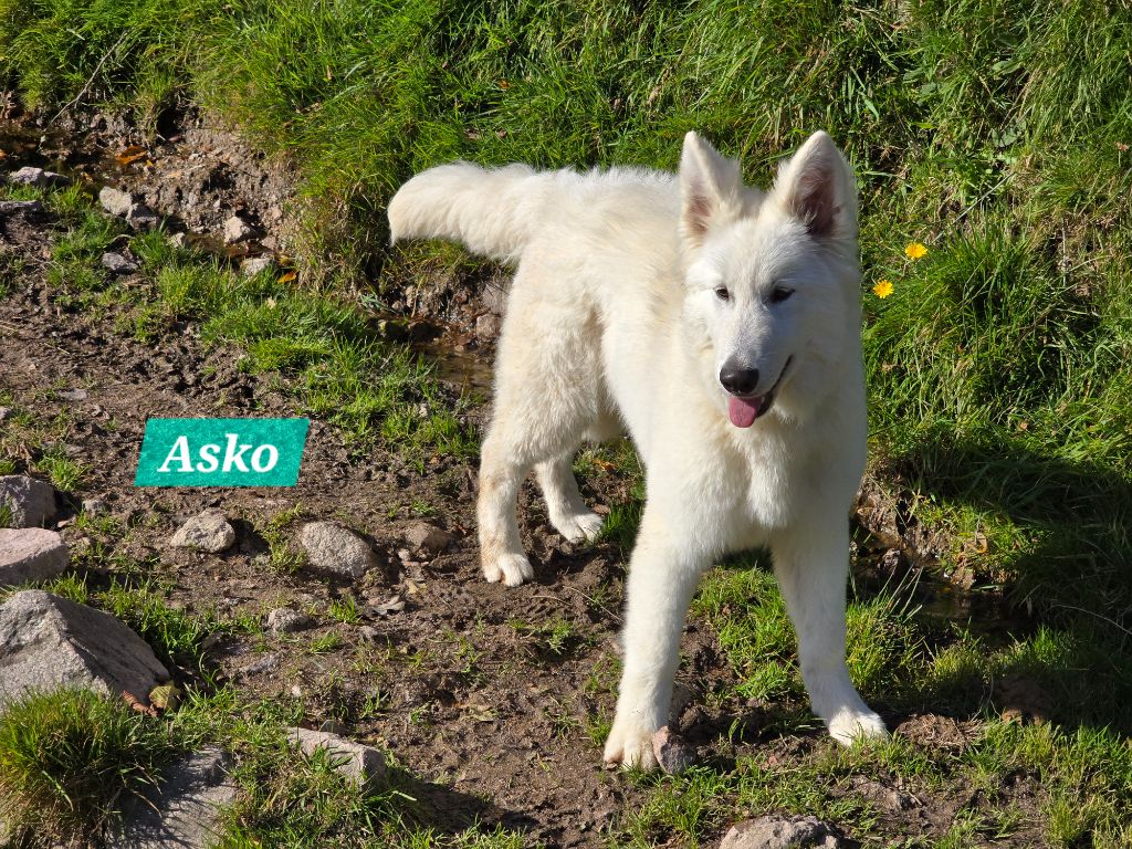 Des Hauts De Menaurupt - Chiots disponibles - Berger Blanc Suisse