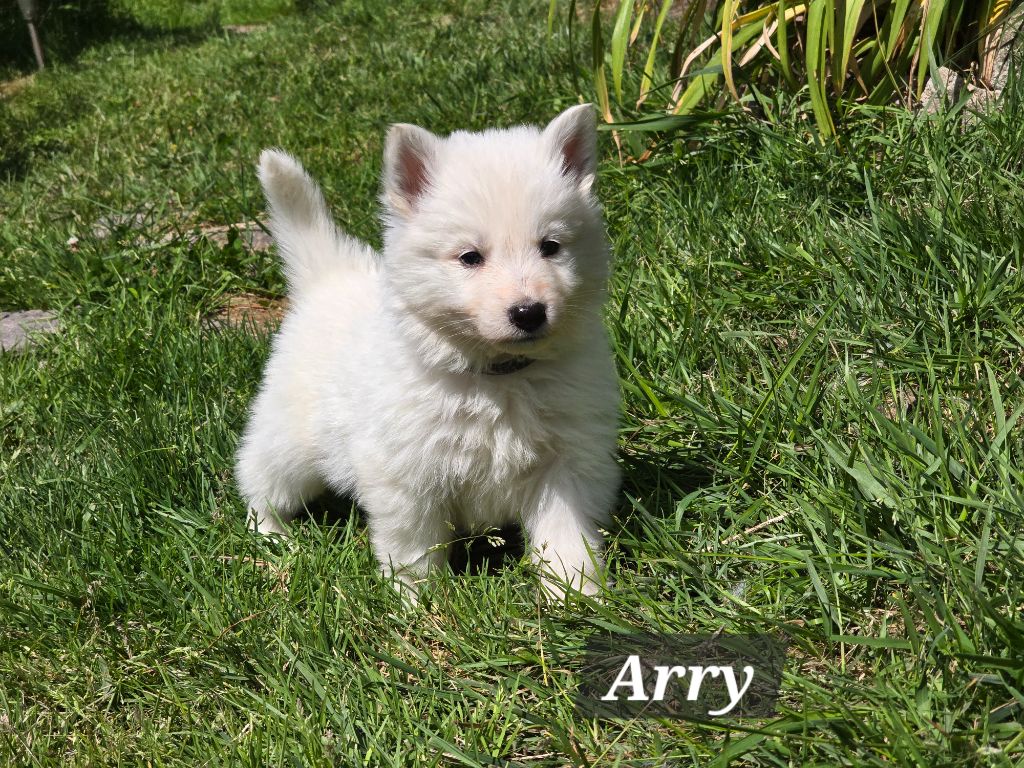 Des Hauts De Menaurupt - Chiots disponibles - Berger Blanc Suisse