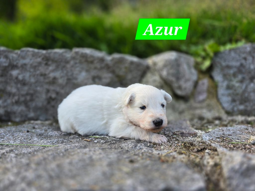Des Hauts De Menaurupt - Chiots disponibles - Berger Blanc Suisse