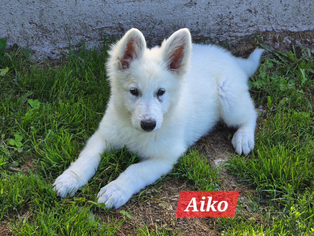 Des Hauts De Menaurupt - Chiots disponibles - Berger Blanc Suisse