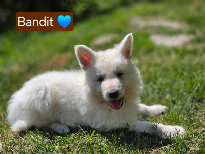 Bandit