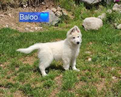 Baloo