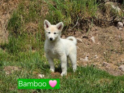 Bamboo