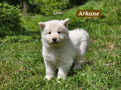 Arkane