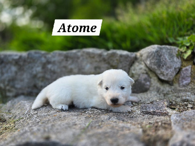 Atome