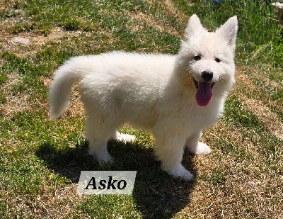 Asko
