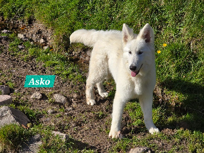 ASKO