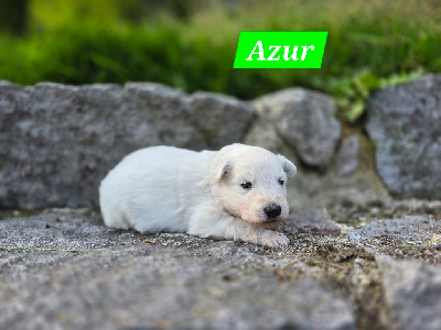 Azur
