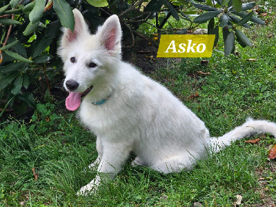 Asko