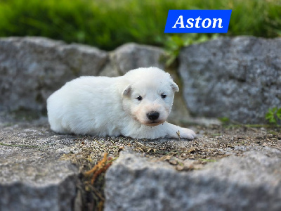 Aston