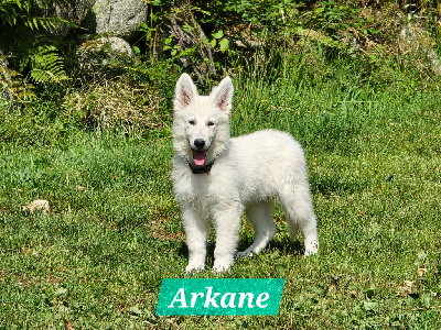 Arkane