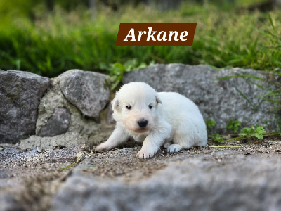Arkane