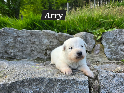 Arry