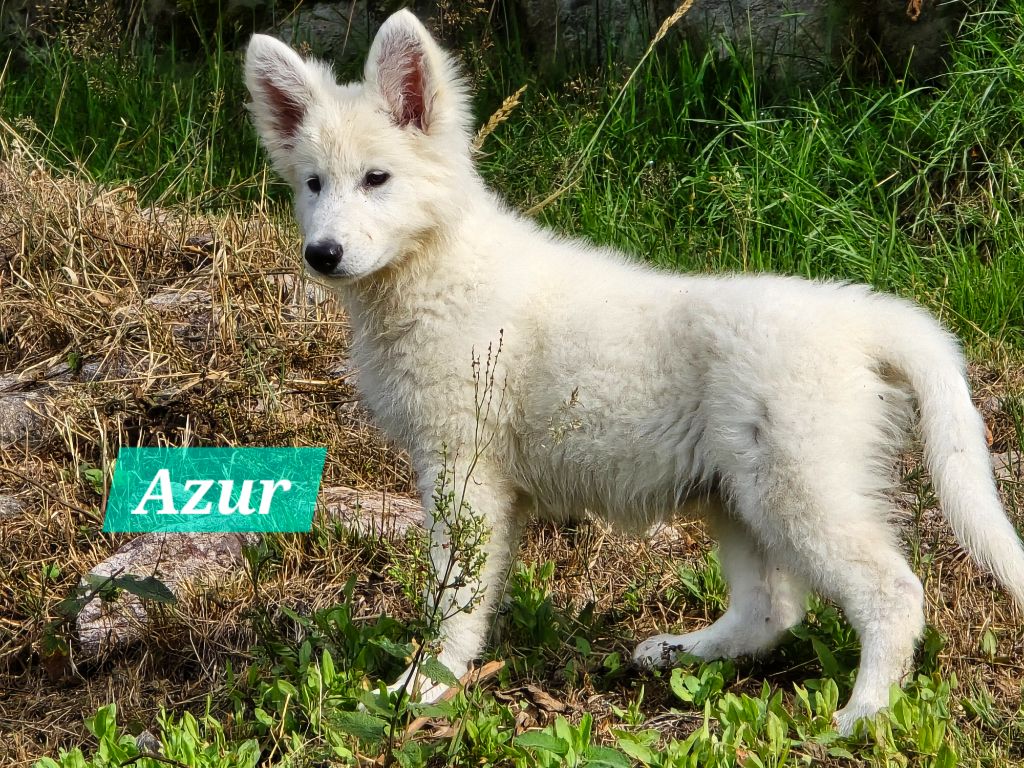 Des Hauts De Menaurupt - Chiots disponibles - Berger Blanc Suisse