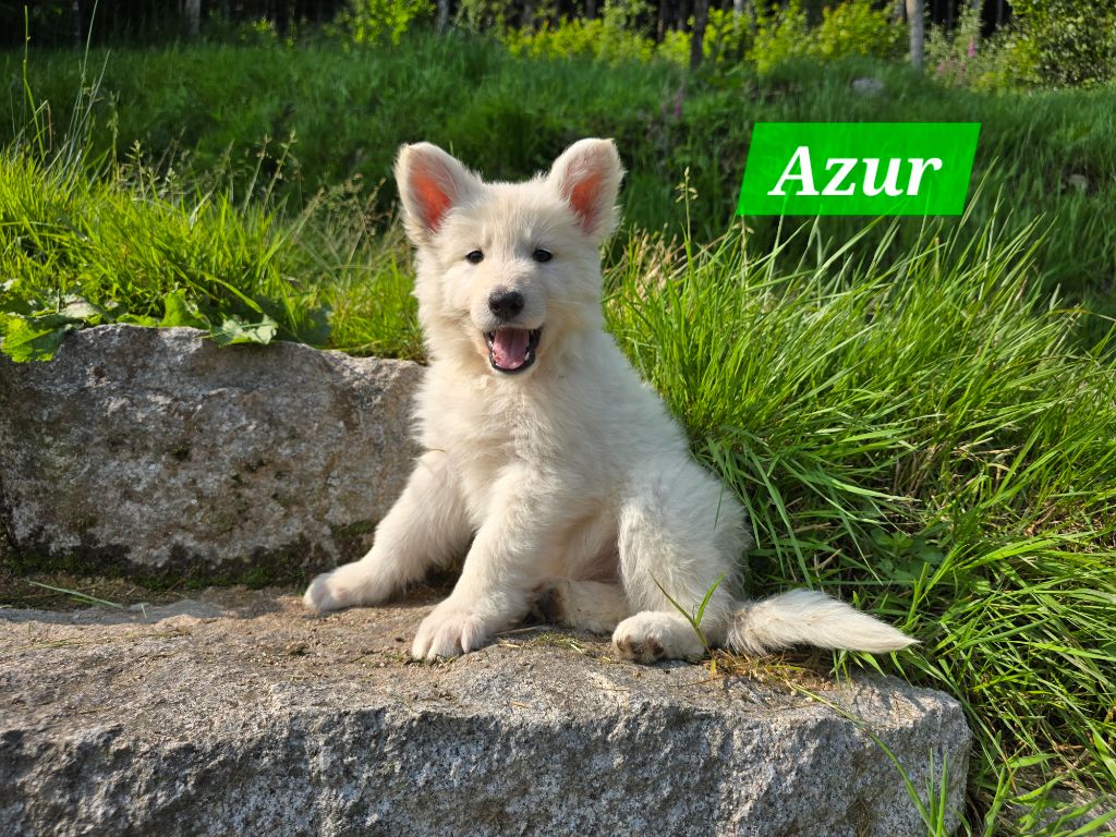 Des Hauts De Menaurupt - Chiots disponibles - Berger Blanc Suisse