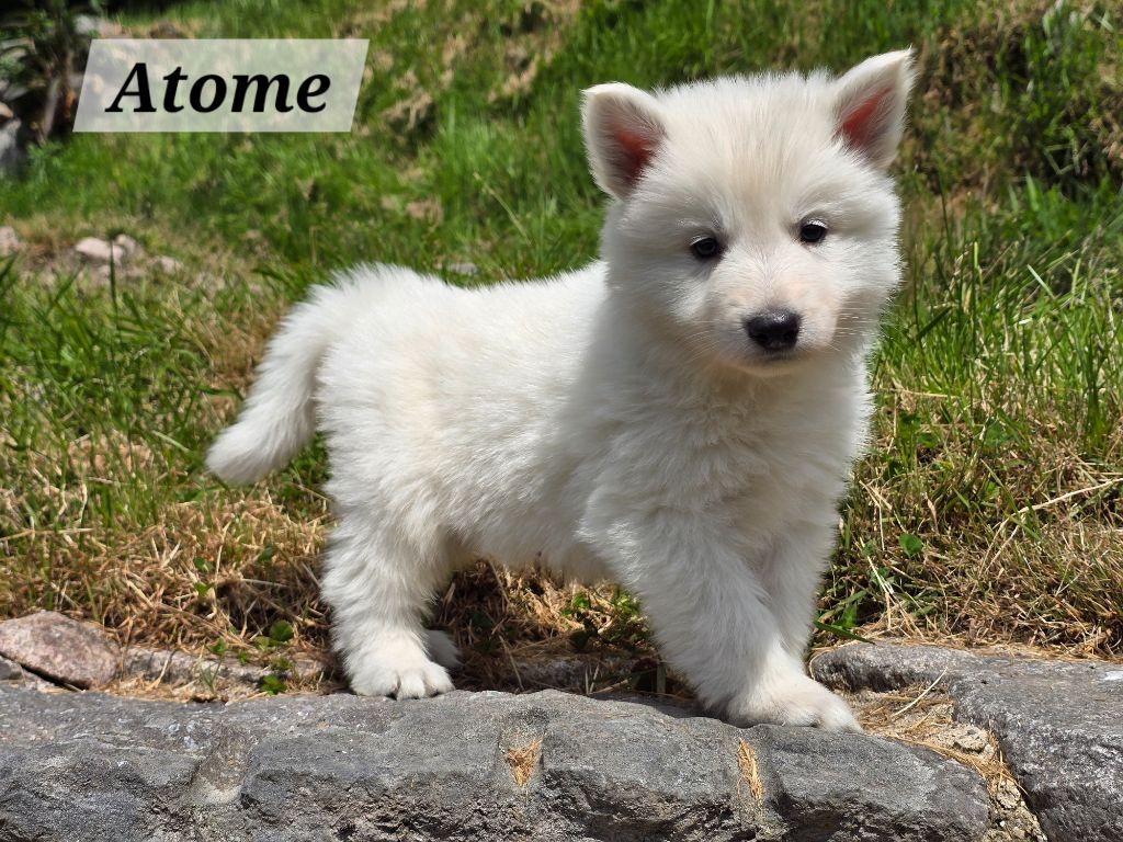 Des Hauts De Menaurupt - Chiots disponibles - Berger Blanc Suisse