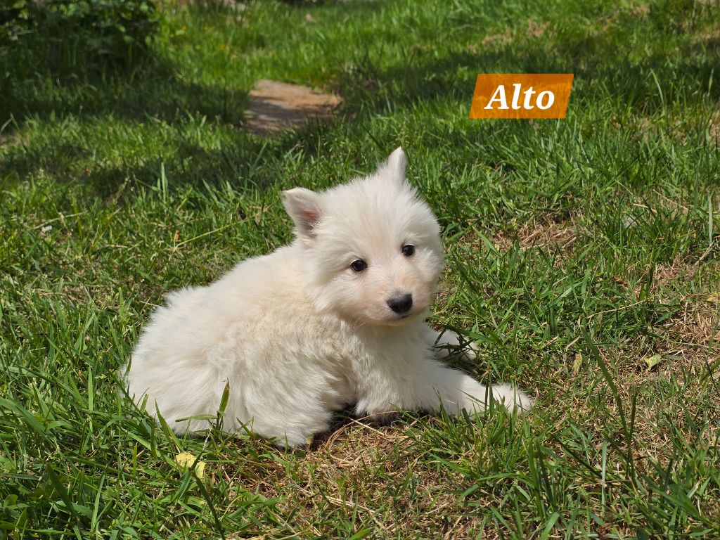 Des Hauts De Menaurupt - Chiots disponibles - Berger Blanc Suisse