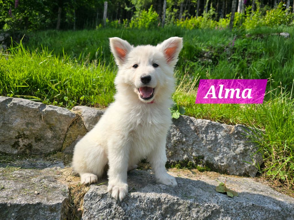Des Hauts De Menaurupt - Chiots disponibles - Berger Blanc Suisse
