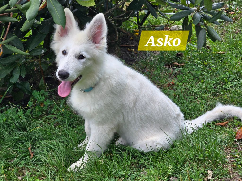 Des Hauts De Menaurupt - Chiots disponibles - Berger Blanc Suisse