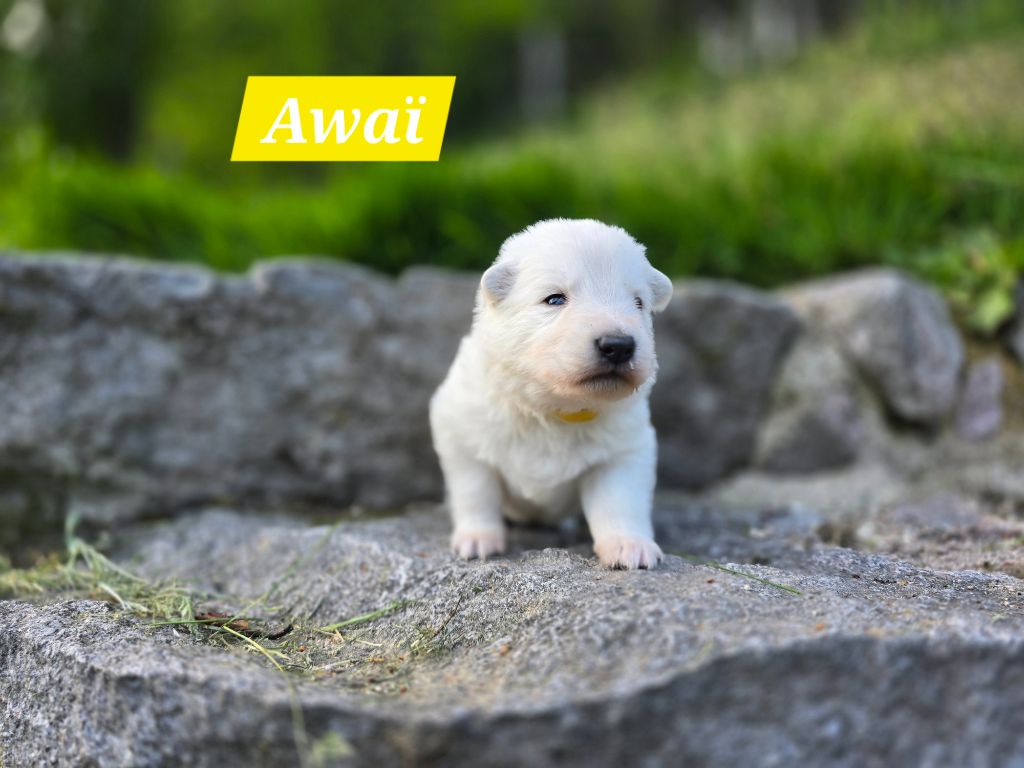Des Hauts De Menaurupt - Chiots disponibles - Berger Blanc Suisse