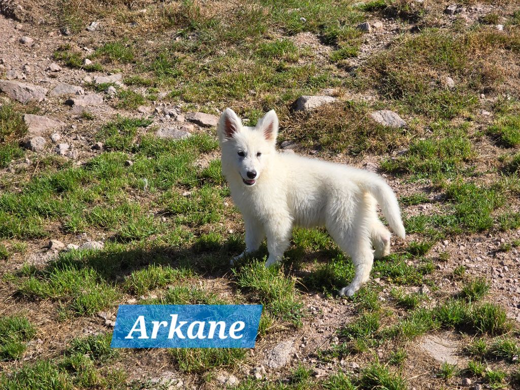 Des Hauts De Menaurupt - Chiots disponibles - Berger Blanc Suisse