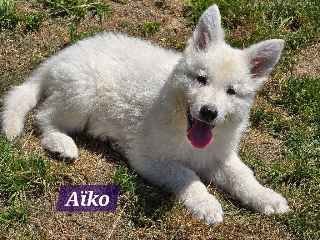 Des Hauts De Menaurupt - Chiots disponibles - Berger Blanc Suisse