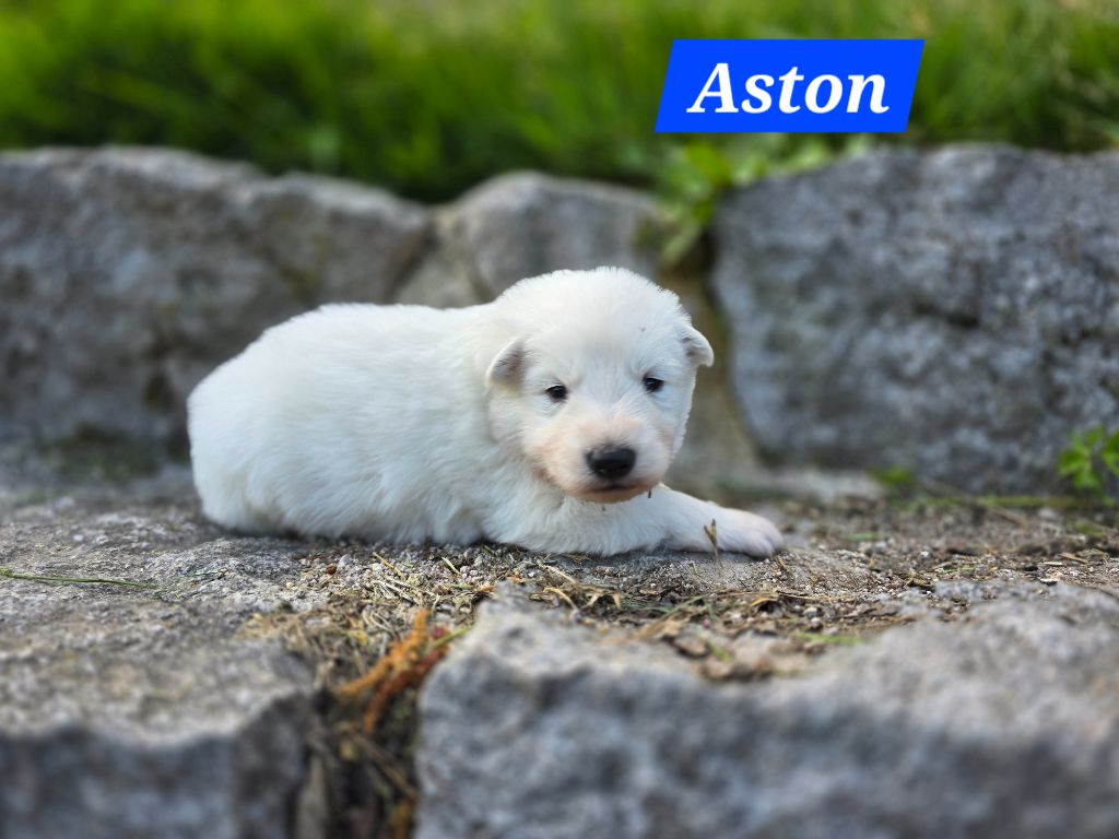 Des Hauts De Menaurupt - Chiots disponibles - Berger Blanc Suisse