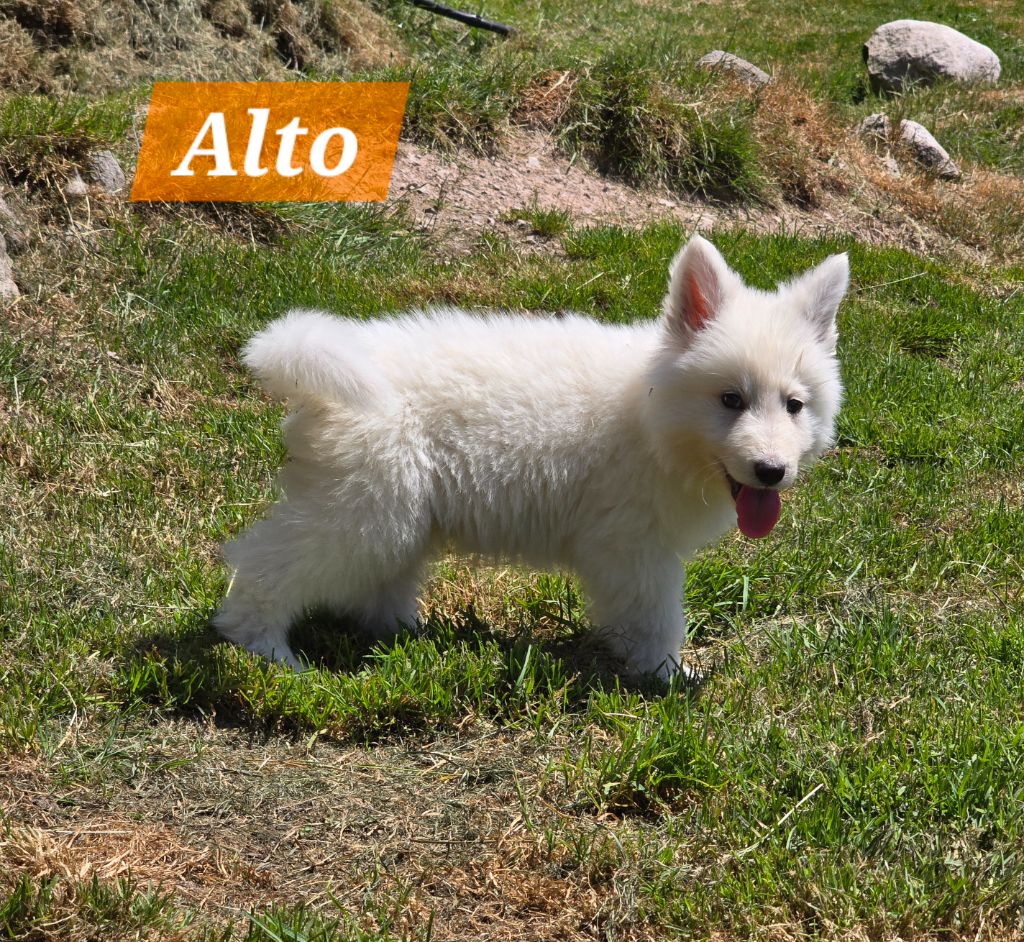 Des Hauts De Menaurupt - Chiots disponibles - Berger Blanc Suisse