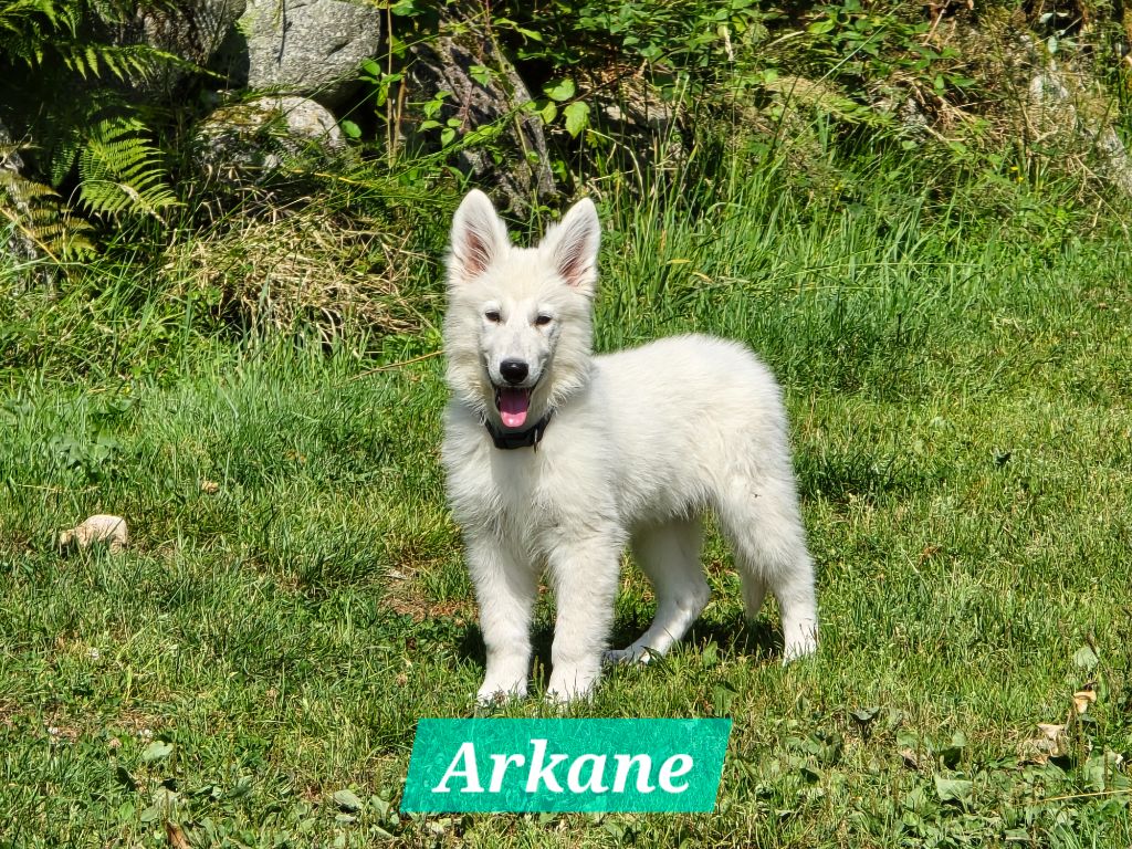 Des Hauts De Menaurupt - Chiots disponibles - Berger Blanc Suisse