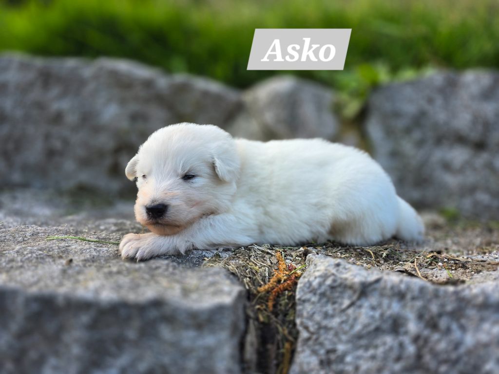 Des Hauts De Menaurupt - Chiots disponibles - Berger Blanc Suisse