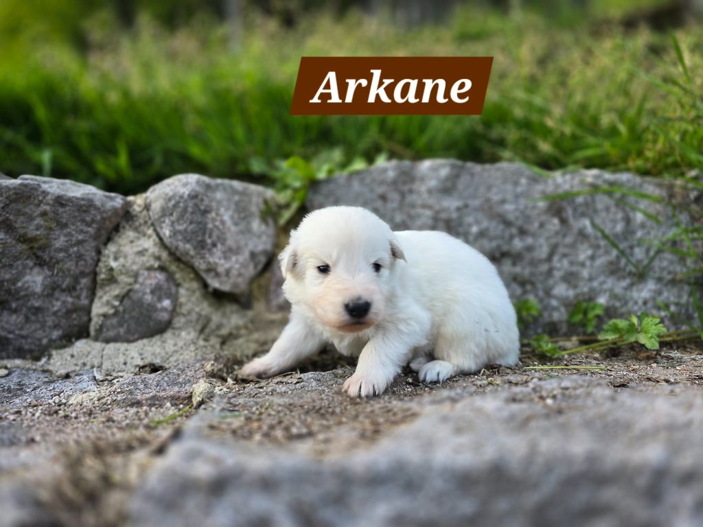 Des Hauts De Menaurupt - Chiots disponibles - Berger Blanc Suisse