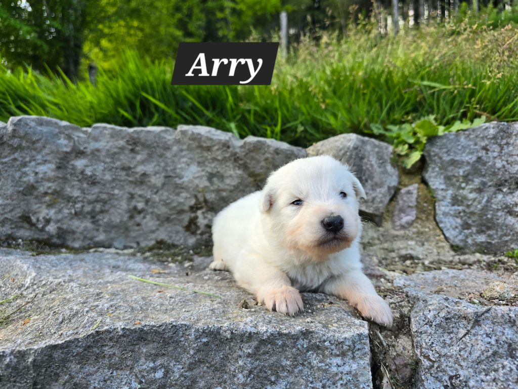 Des Hauts De Menaurupt - Chiots disponibles - Berger Blanc Suisse