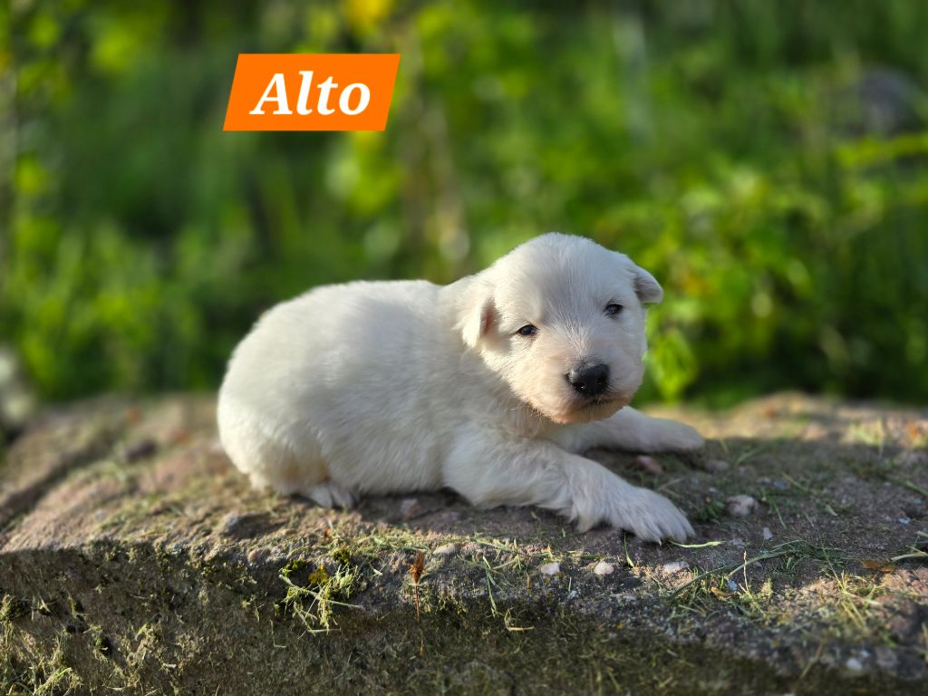 Des Hauts De Menaurupt - Chiots disponibles - Berger Blanc Suisse